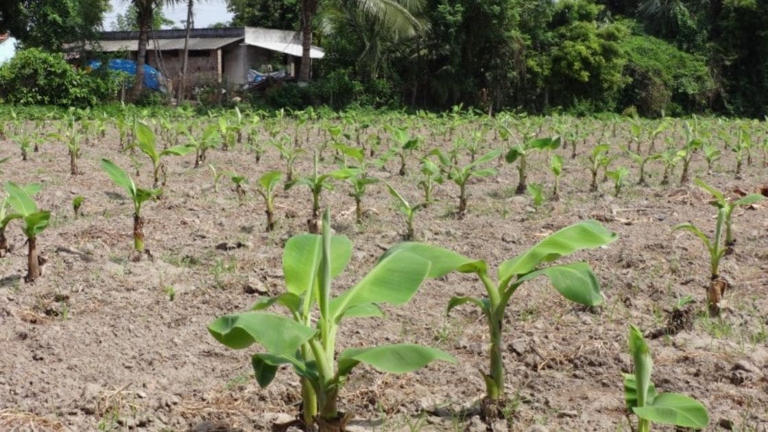 Banana Preparation Is Done For Encouraging Banana Flowering