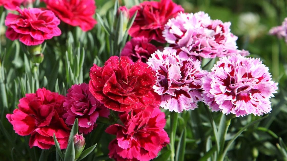 Carnations The Different Varieties Or Types Of Carnations