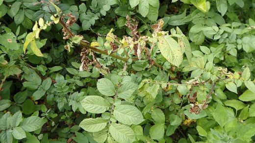 late blight