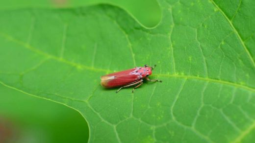 mealy bug