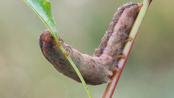 caterpillar