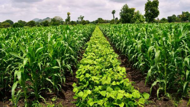crop rotation