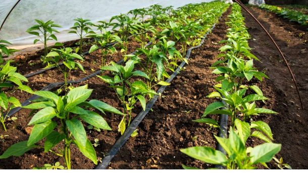 drip irrigation