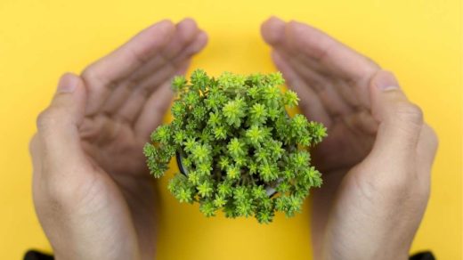 plant protection