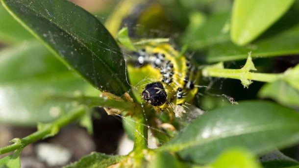 citrus psylla