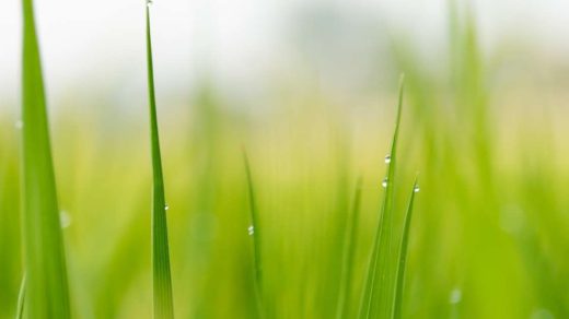 Evapotranspiration