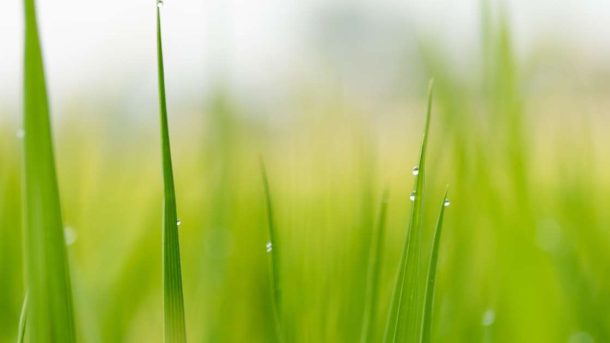 Evapotranspiration