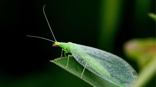 lacewings