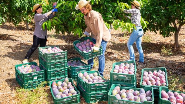 mangoes