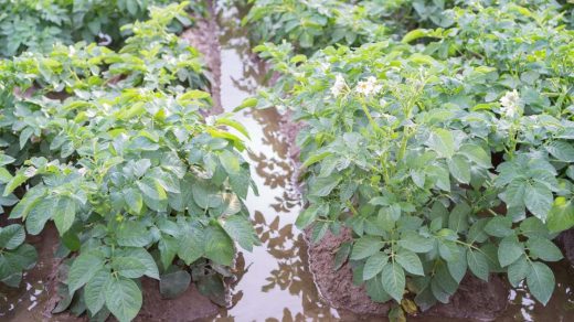 furrow irrigation