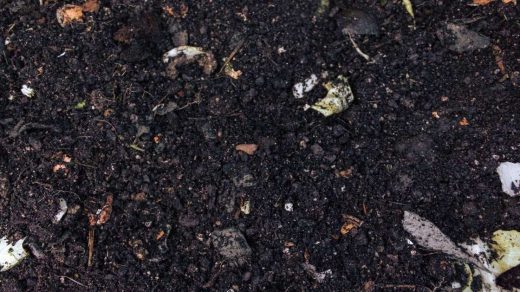 soil organic