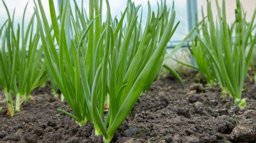 cultivation