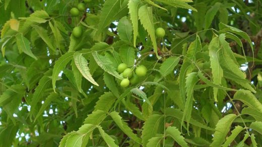 neem