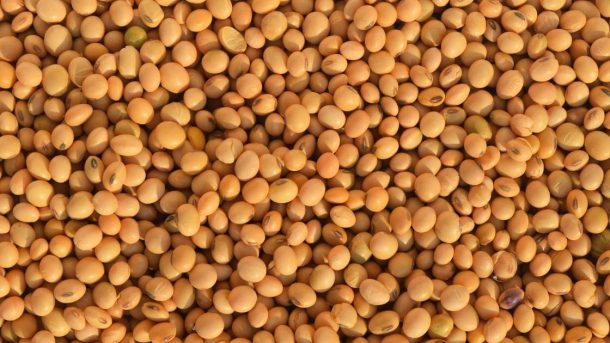soyabean