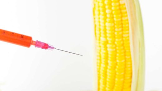 Genetically modified