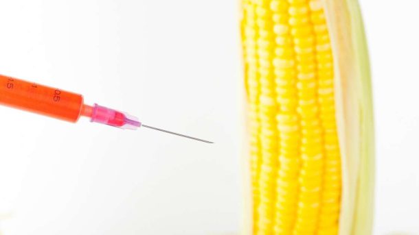 Genetically modified