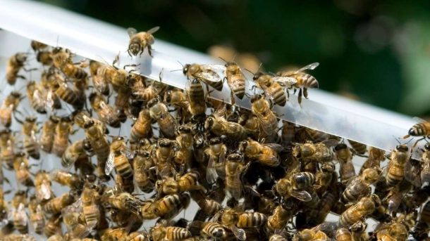 apiculture :- What is apiculture