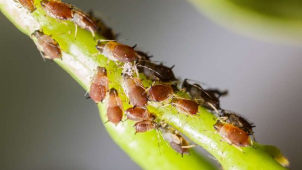 sucking insects