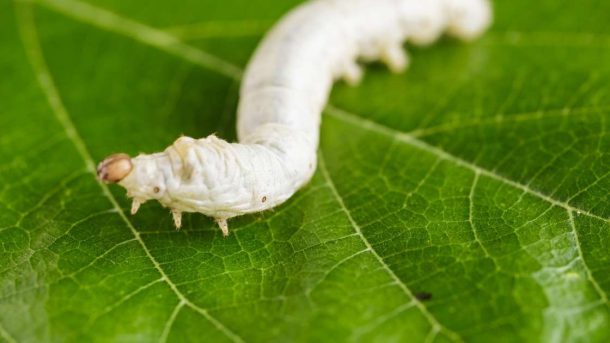 sericulture