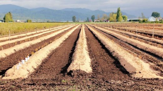planting