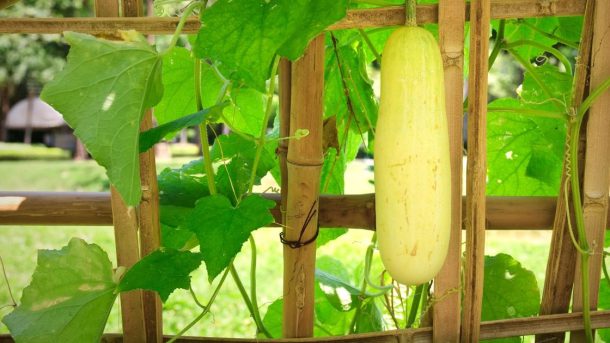 cucurbits