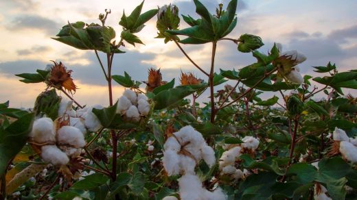 cotton