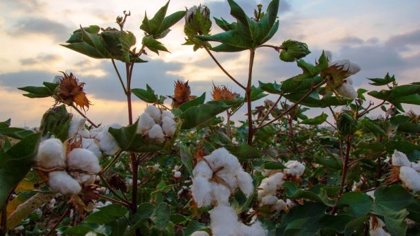 cotton