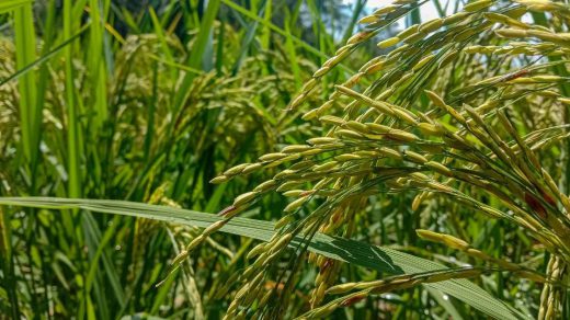kharif crops