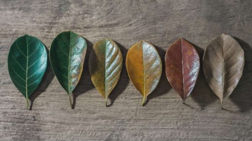 plant senescence
