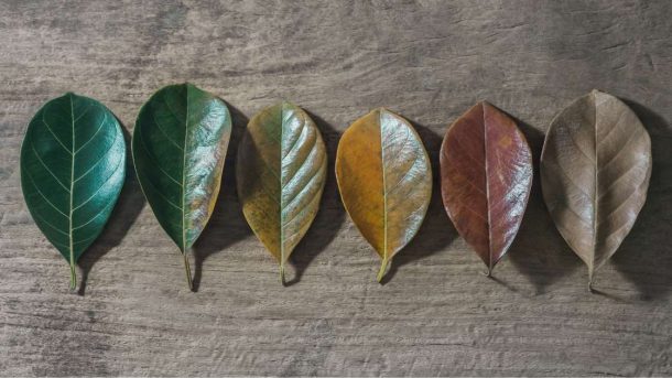plant senescence