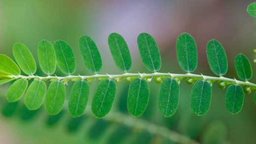 phyllanthus