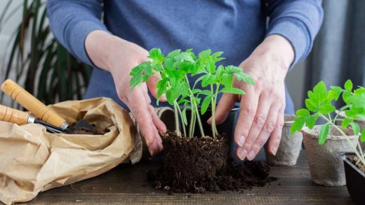 transplanting