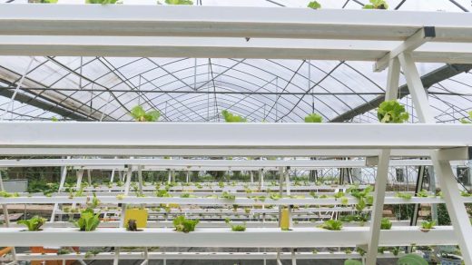 aeroponics