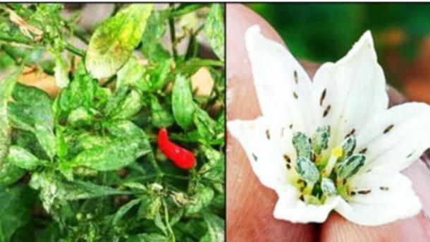 chilli
