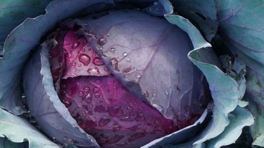 red cabbage