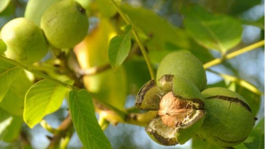 walnut