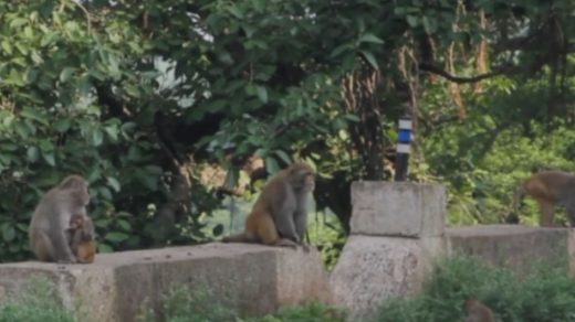 monkeys