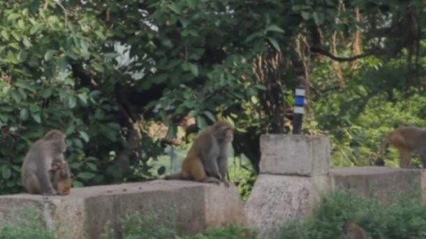 monkeys