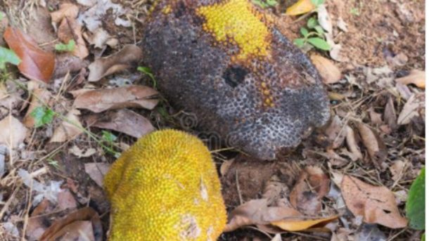 jackfruit