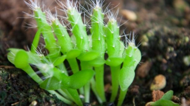 germinate