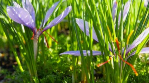places