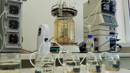 seed disinfestation