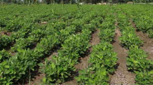 organic farming