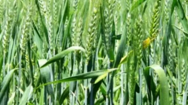 wheat