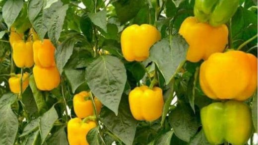 fruit thinning