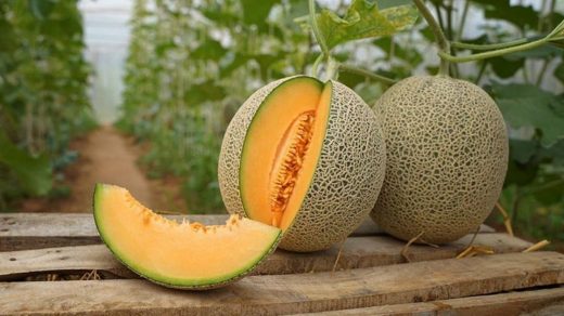 muskmelon