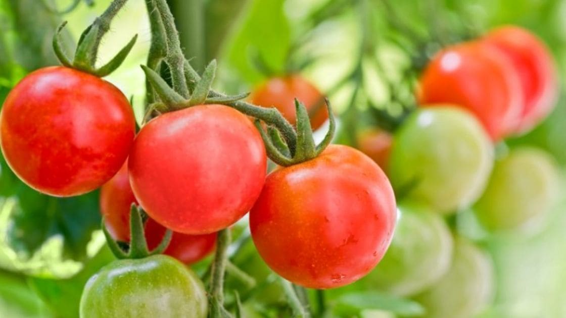 growing :- Which climate is best suitable for growing tomatoes?