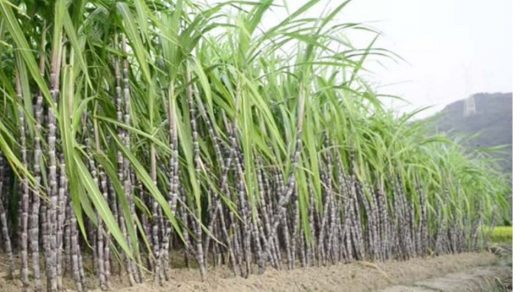 sugarcane