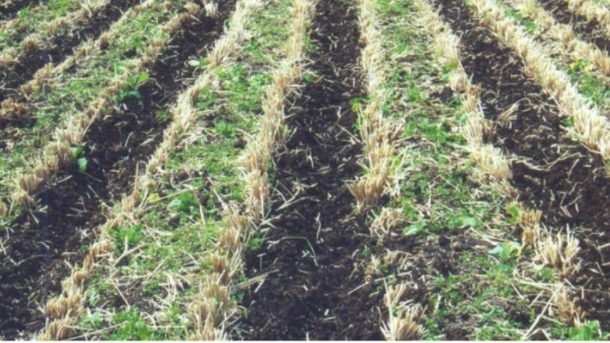 zero tillage