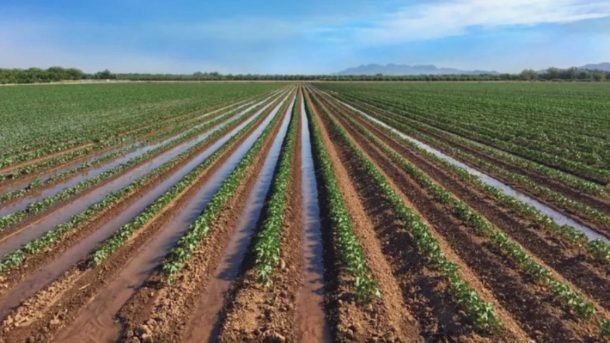 furrow irrigation